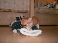 /album/coco-chanel/a17-1-2013-43-jpg/